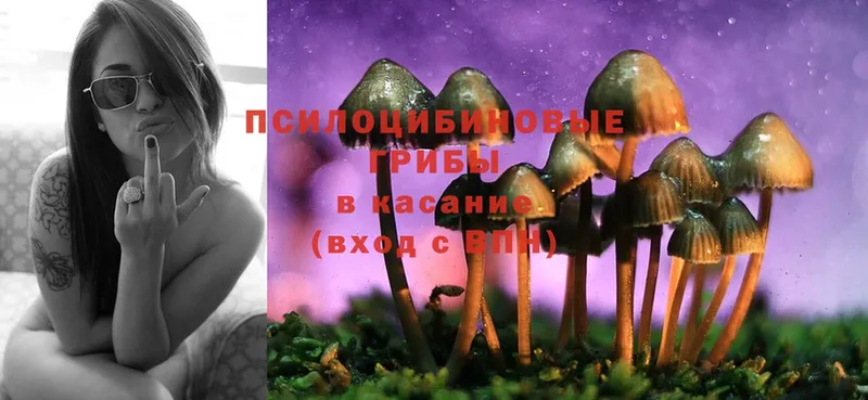 Псилоцибиновые грибы Psilocybe  Плавск 